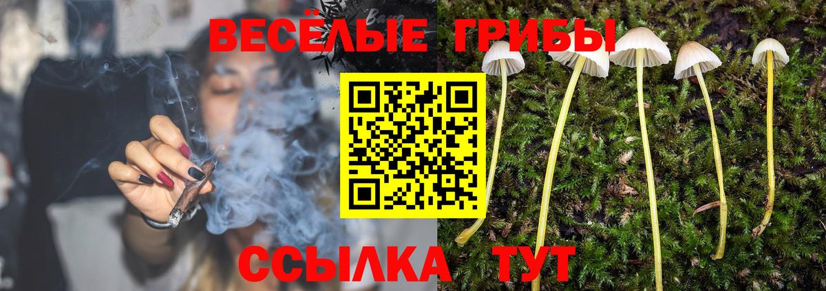 Псилоцибиновые грибы Psilocybine cubensis Копейск